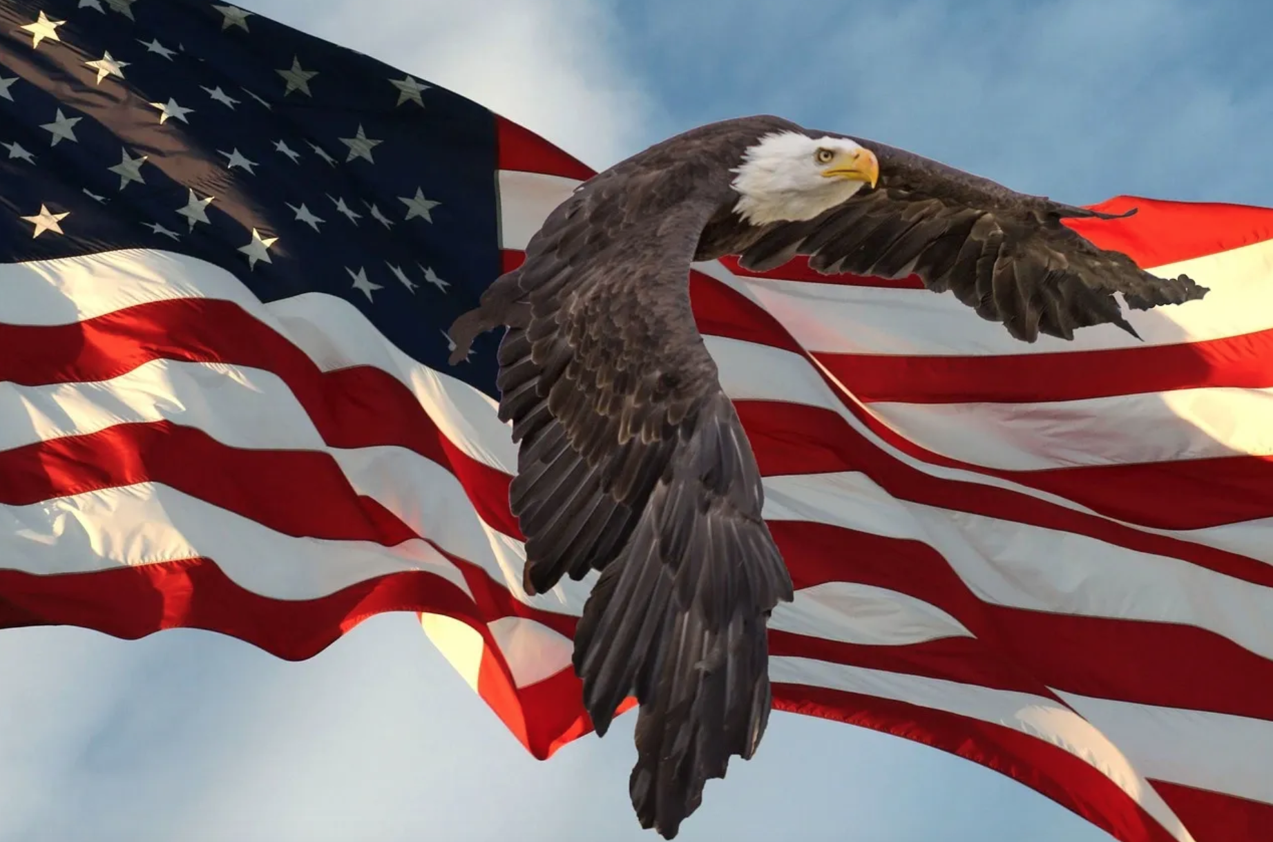 Звук орла америка. Белоголовый Орел США. Символ Америки белоголовый Орлан. Белоголовый Орлан на флаге США. Белоголовый Орлан символ США фото.